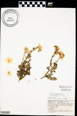 Phacelia strictiflora var. robbinsii image