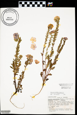 Phacelia strictiflora var. robbinsii image