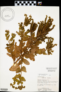 Phacelia texana image