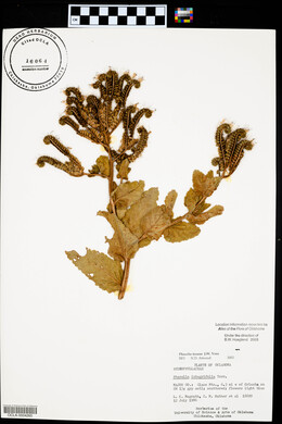 Phacelia texana image