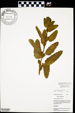 Phacelia texana image