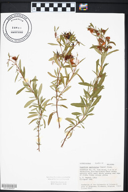 Hypericum prolificum image