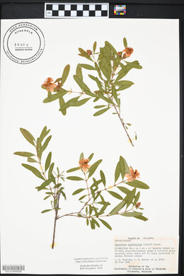 Hypericum prolificum image