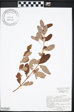 Hypericum tubulosum image