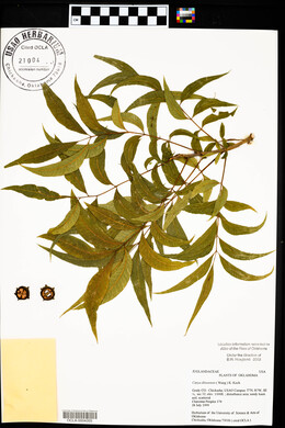 Carya illinoinensis image