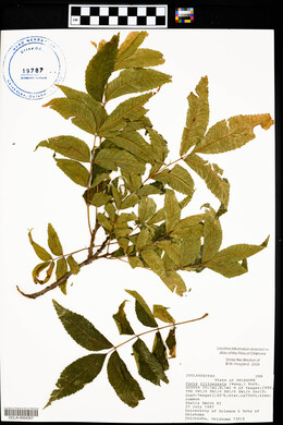 Carya illinoinensis image