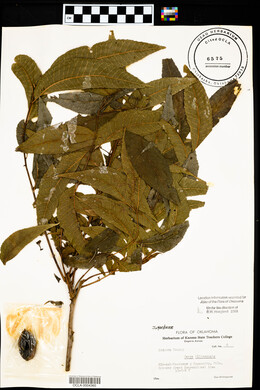 Carya illinoinensis image