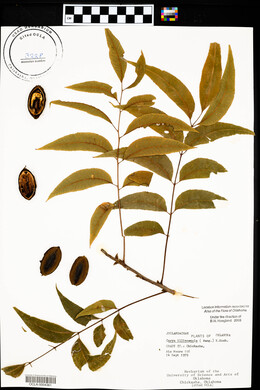 Carya illinoinensis image