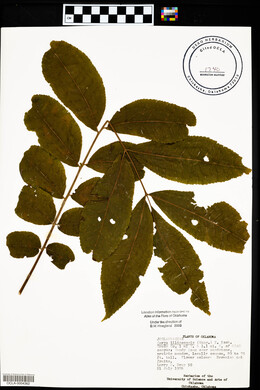 Carya illinoinensis image