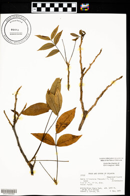 Carya illinoinensis image