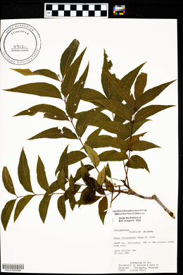 Carya illinoinensis image