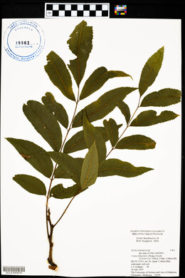 Carya illinoinensis image