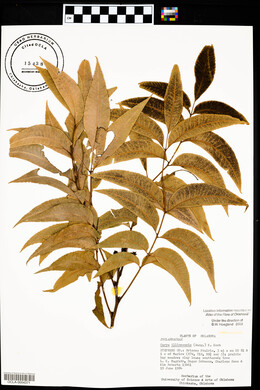 Carya illinoinensis image