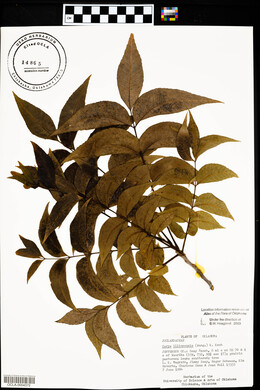 Carya illinoinensis image