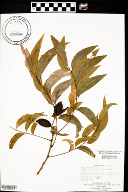 Carya illinoinensis image