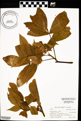 Carya texana image