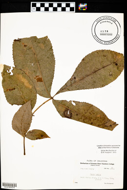 Carya texana image