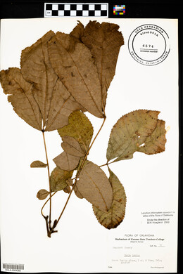 Carya texana image