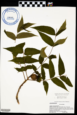 Juglans microcarpa image