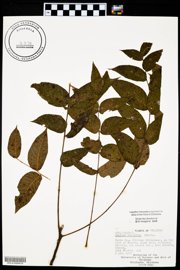 Juglans microcarpa var. microcarpa image