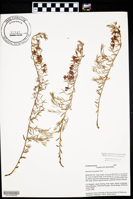 Krameria lanceolata image