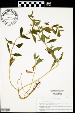 Medicago arabica image