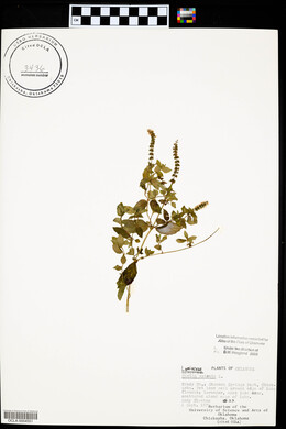 Mentha spicata image