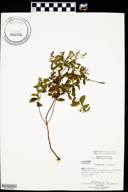 Mentha spicata image