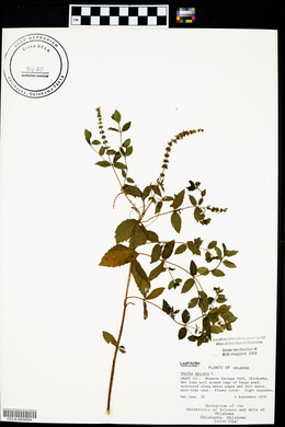 Mentha spicata image