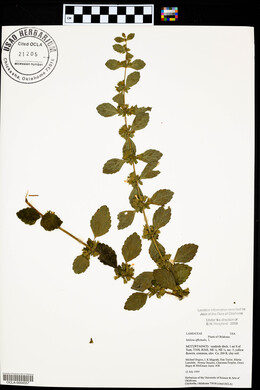 Melissa officinalis image