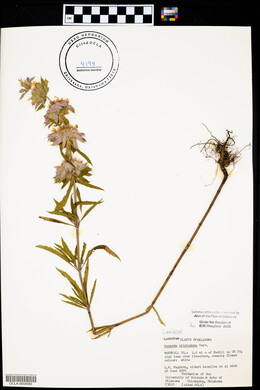 Monarda citriodora image