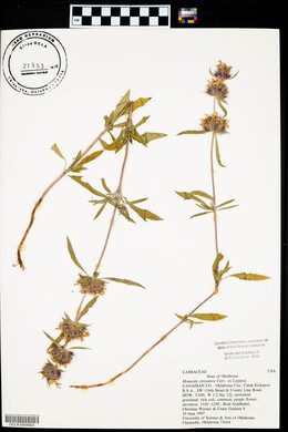 Monarda citriodora image