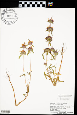 Monarda citriodora image