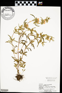 Monarda citriodora image