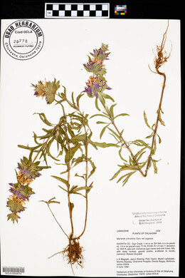 Monarda citriodora image