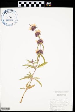 Monarda citriodora image