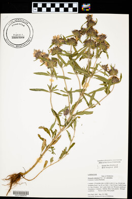 Monarda citriodora image