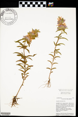 Monarda citriodora image