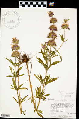 Monarda citriodora image