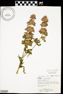 Monarda citriodora image