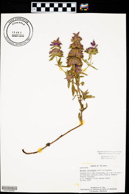 Monarda citriodora image