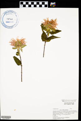 Monarda fistulosa var. fistulosa image