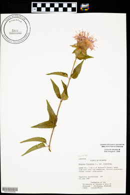 Monarda fistulosa var. fistulosa image