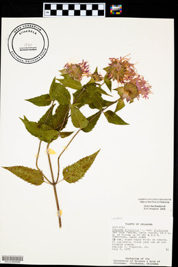 Monarda fistulosa var. fistulosa image