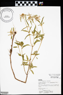 Monarda punctata var. occidentalis image