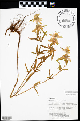 Monarda punctata var. occidentalis image