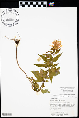 Monarda fistulosa subsp. fistulosa image