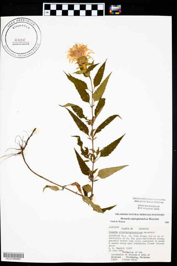 Monarda fistulosa subsp. fistulosa image