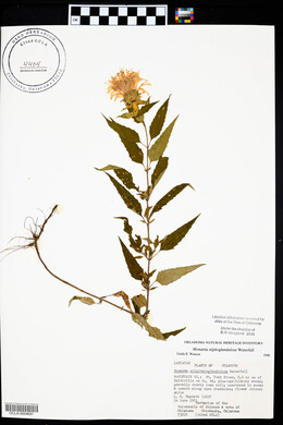 Monarda fistulosa subsp. fistulosa image