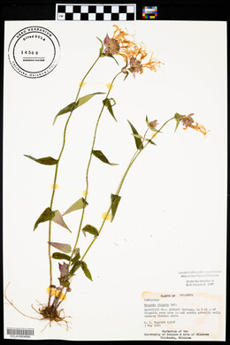 Monarda virgata image